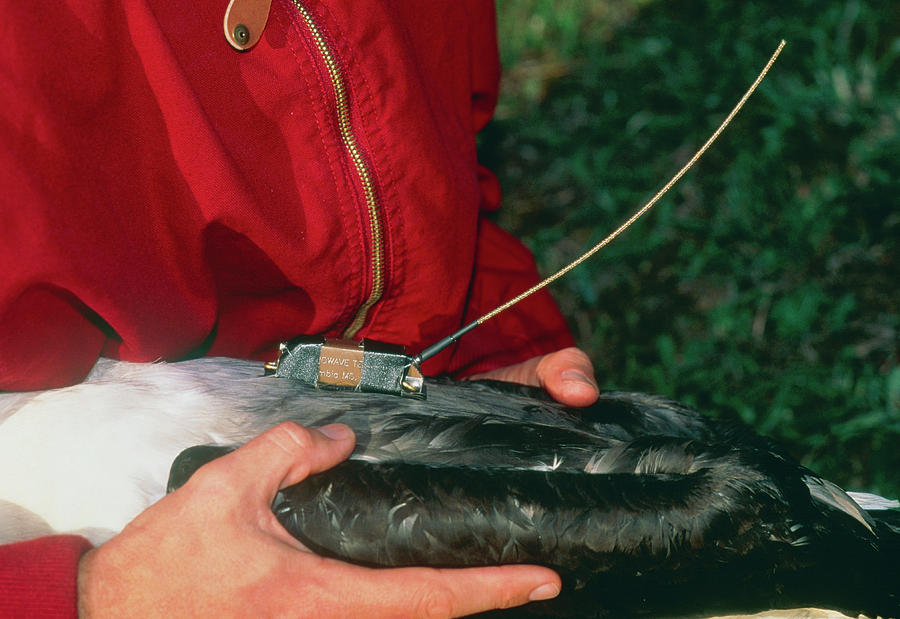 Hands Hold Albatross With Tracking Device On Back Photograph by Pascal Goetgheluck/science Photo Library