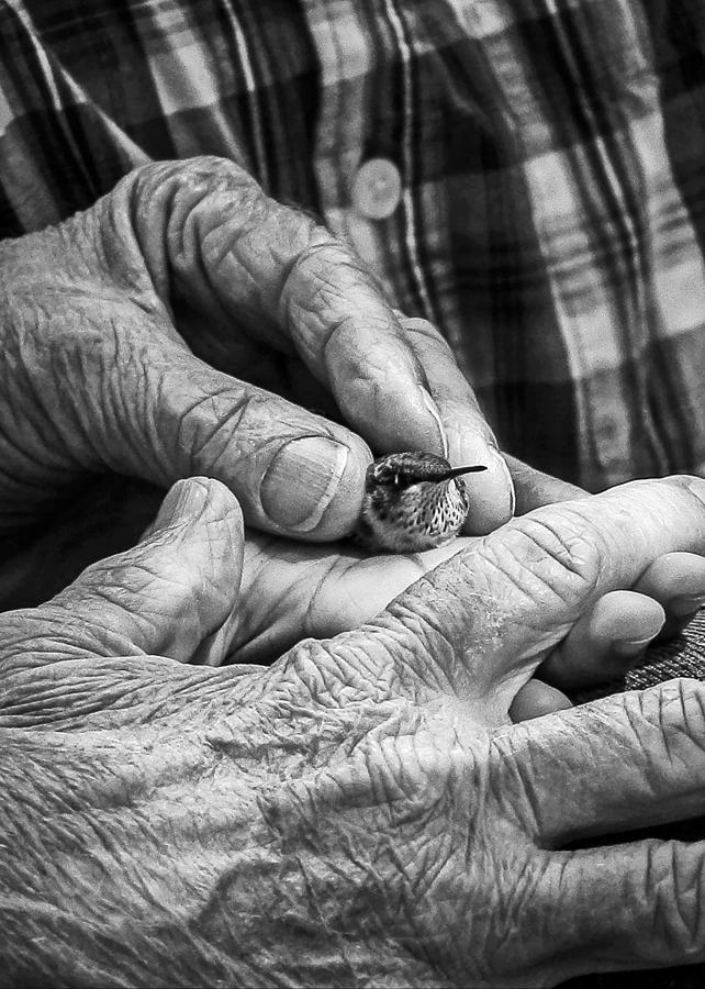 Black And White Photograph - Hands Holding a Hummingbird by Jon Woodhams