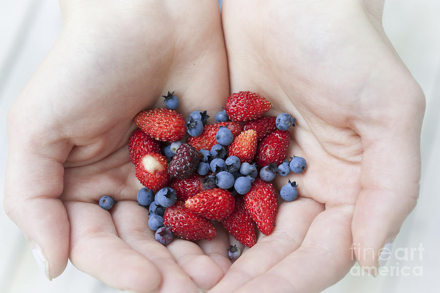 Blueberry Photograph - Hands holding berries 2 by Elena Elisseeva