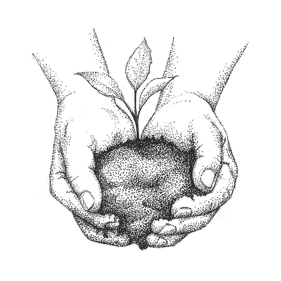 Tree Drawing - Hands Holding Seedling by Christy Beckwith