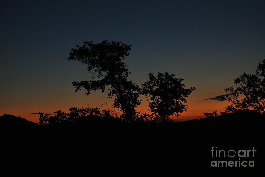 Tree Photograph - Sense Of Freedom by Erhan OZBIYIK
