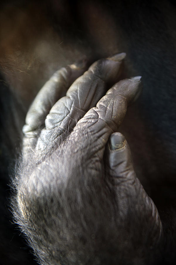 Hands of a gorilla Photograph by Destiny Storm - Fine Art America