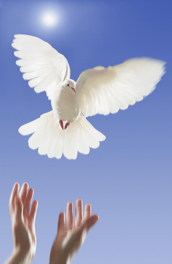 Dove Photograph - Hands Releasing White Dovevancouver by Thomas Kitchin & Victoria Hurst