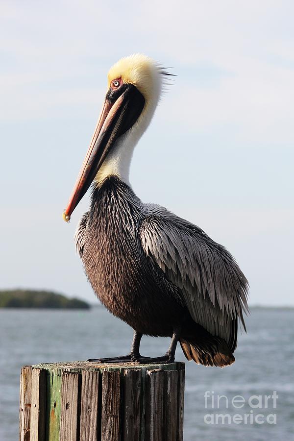 Pelican Photograph - Handsome Brown Pelican by Carol Groenen