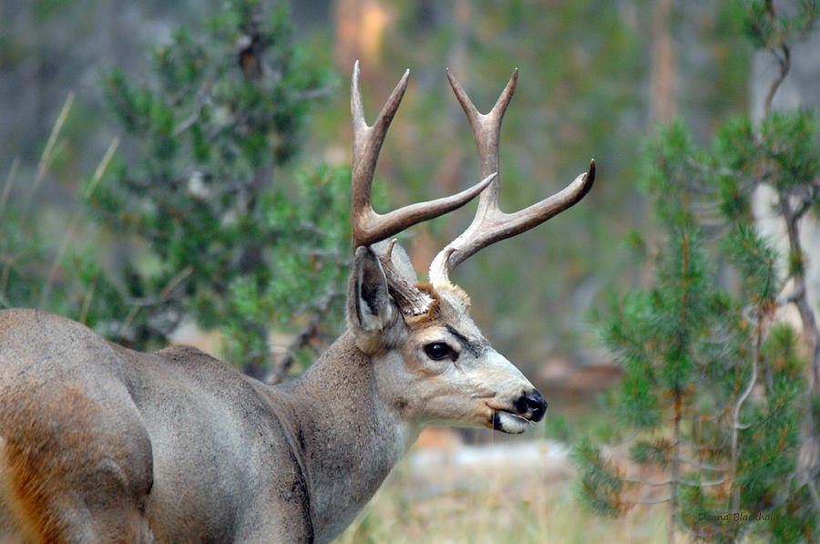 Handsome Buck Photograph by Donna Blackhall