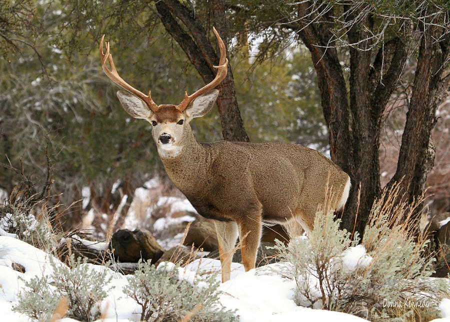 Handsome Buck Photograph by Donna Kennedy