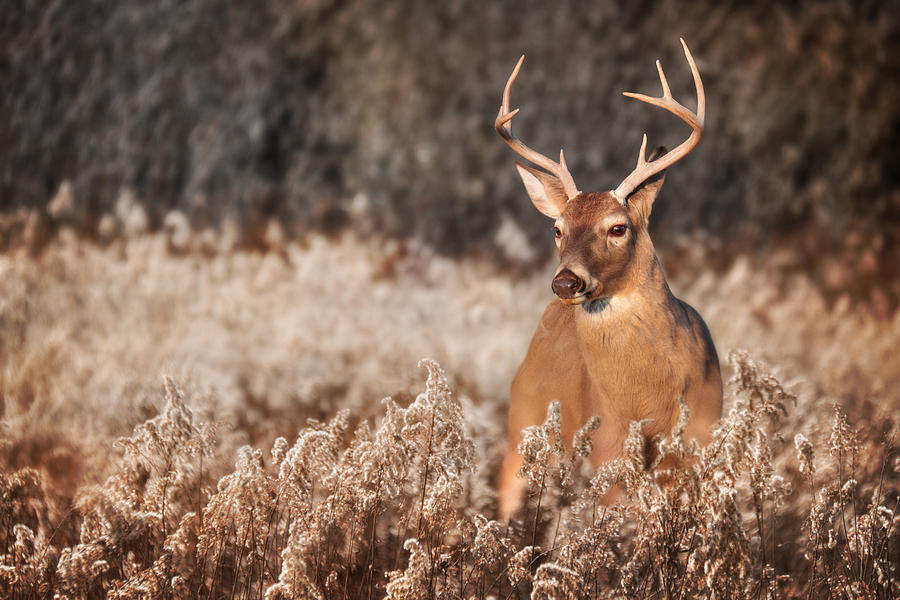 Handsome Buck Photograph by Lori Deiter
