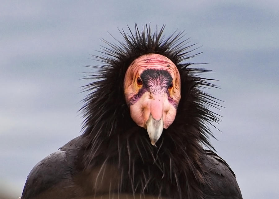 Handsome California Condor Photograph by Donna Doherty