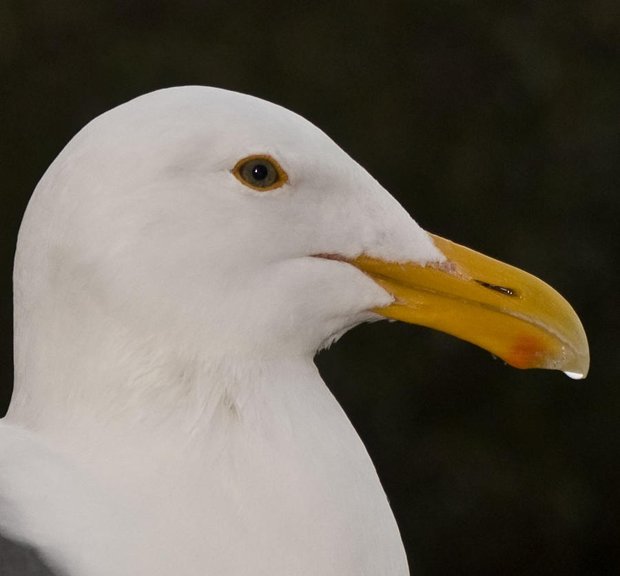 Handsome Seagull Photograph by Caroline Stella