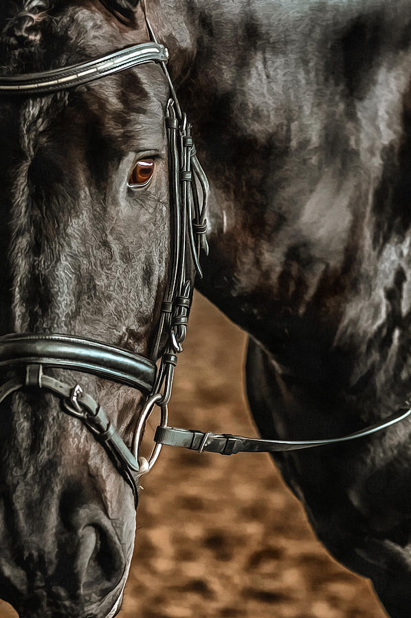 Handsome Photograph by CarolLMiller Photography