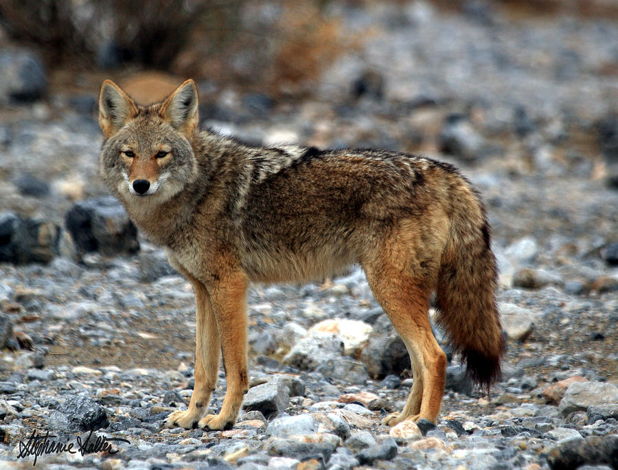 Handsome Coyote Photograph by Stephanie Salter