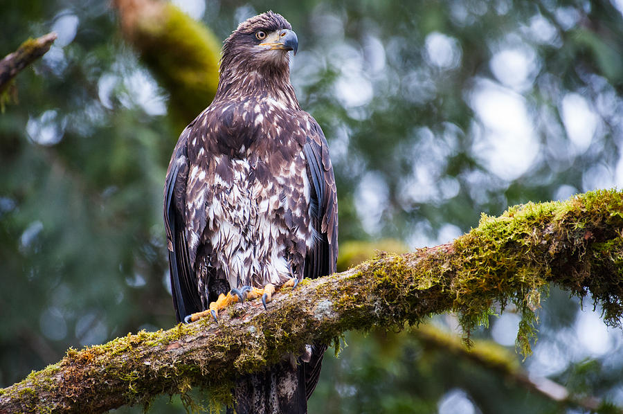Handsome Eagle Photograph by Hisao Mogi