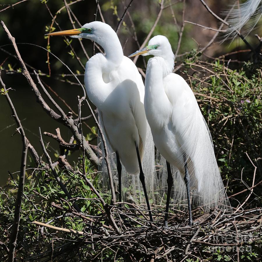 Handsome Egret Couple Photograph by Carol Groenen