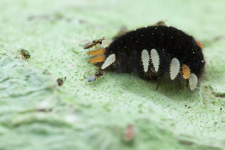 Handsome Fungus Beetle Larva And Wasps Photograph by Melvyn Yeo