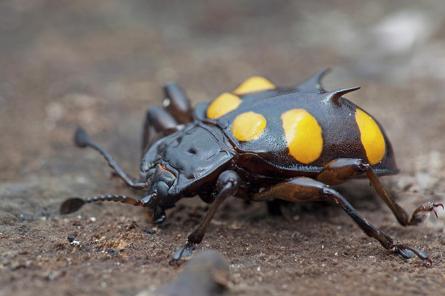 Handsome Fungus Beetle Photograph By Melvyn Yeoscience Photo Library 4469