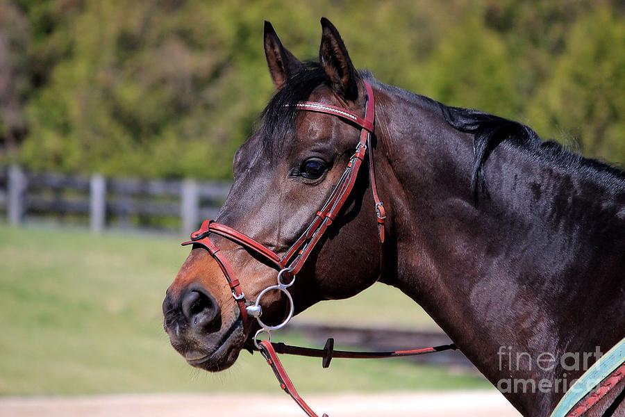 Handsome Gelding Photograph by Janice Byer