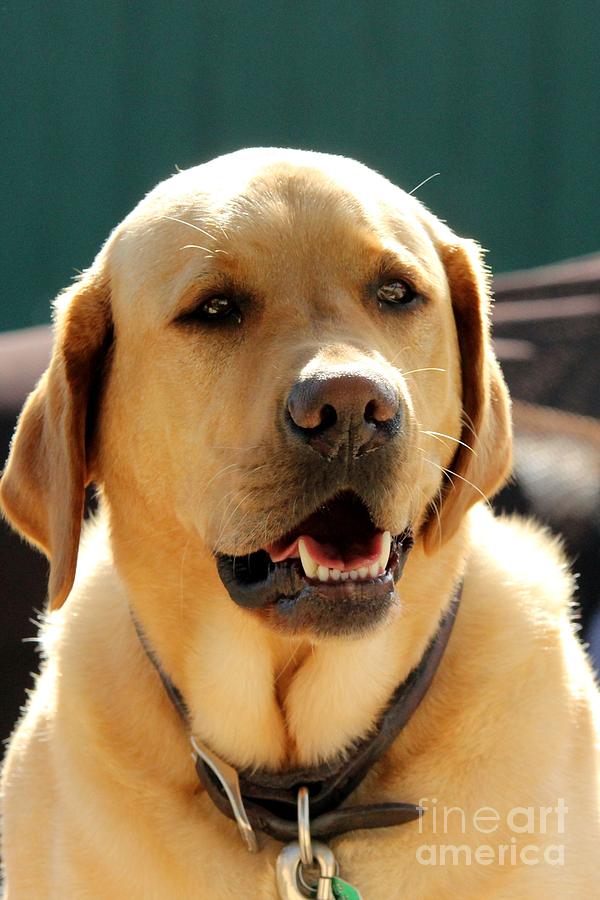 Handsome Yellow Lab Photograph by Janice Byer