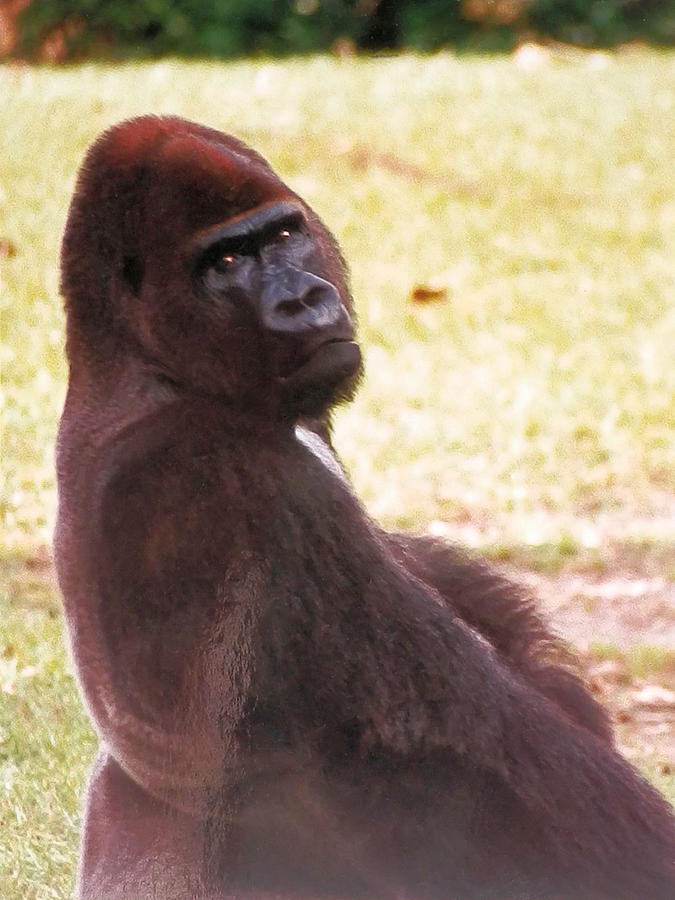 Handsome Gorilla Photograph by Belinda Lee