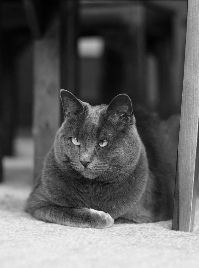 Handsome Grey Cat Photograph by Adele Buttolph