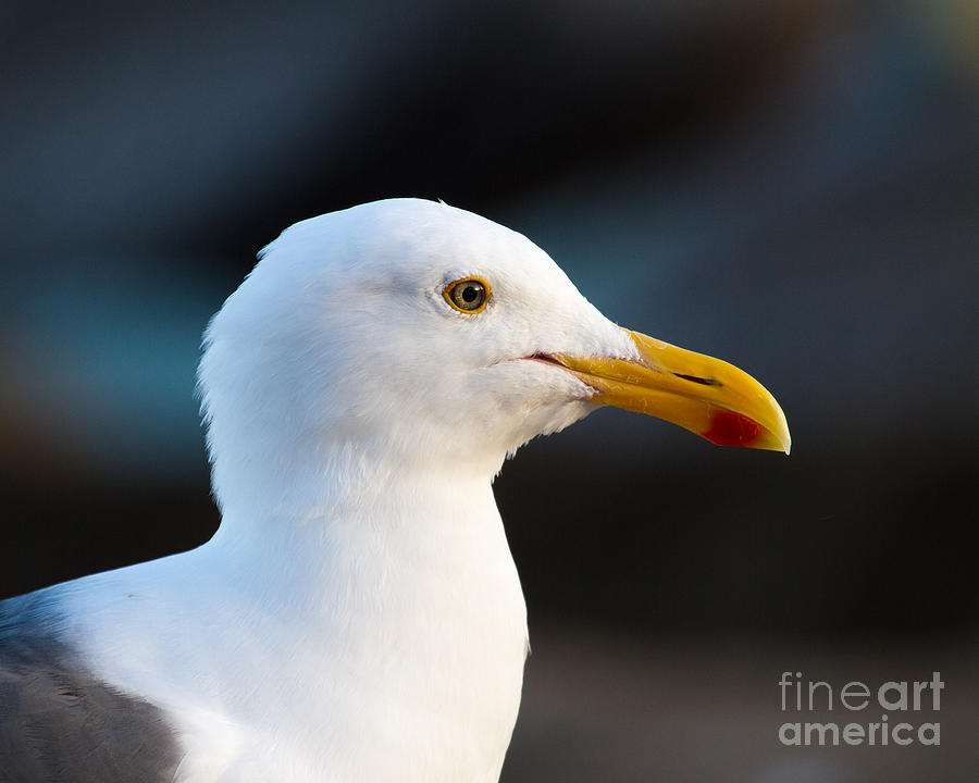 Bird Photograph - Handsome Gull by Dale Nelson