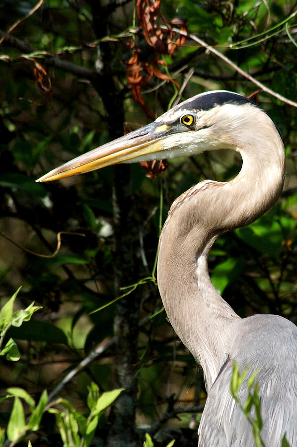 Heron Photograph - Handsome Heron by Larry Allan