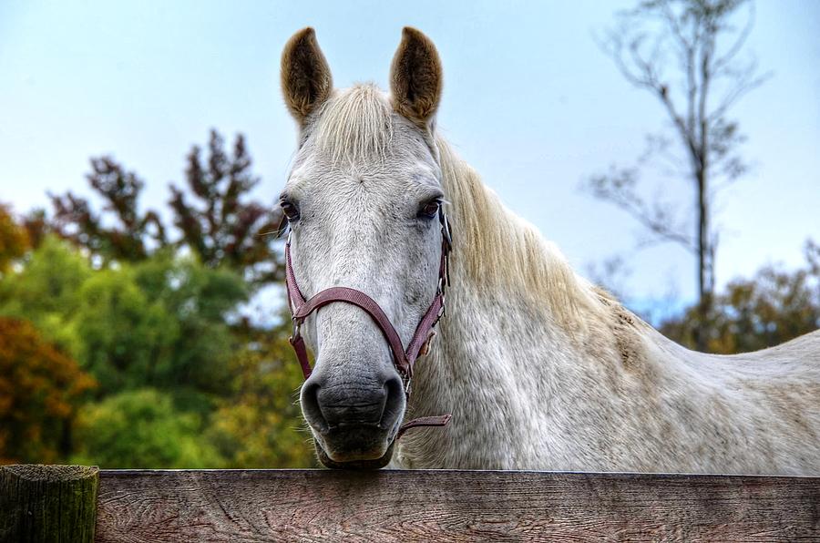 Handsome Horse Photograph by Ronda Ryan