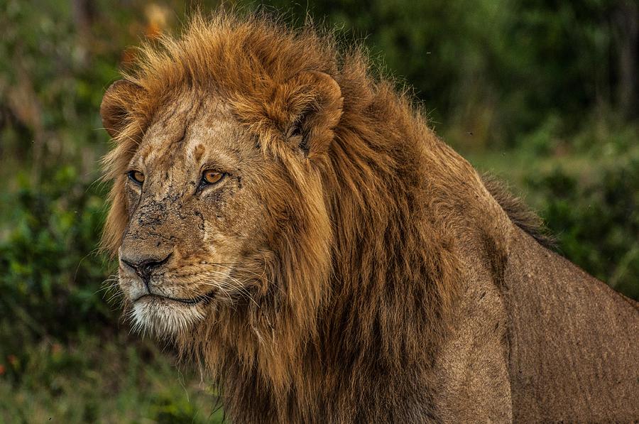Handsome Male Lion at Dusk Photograph by Peggy Blackwell