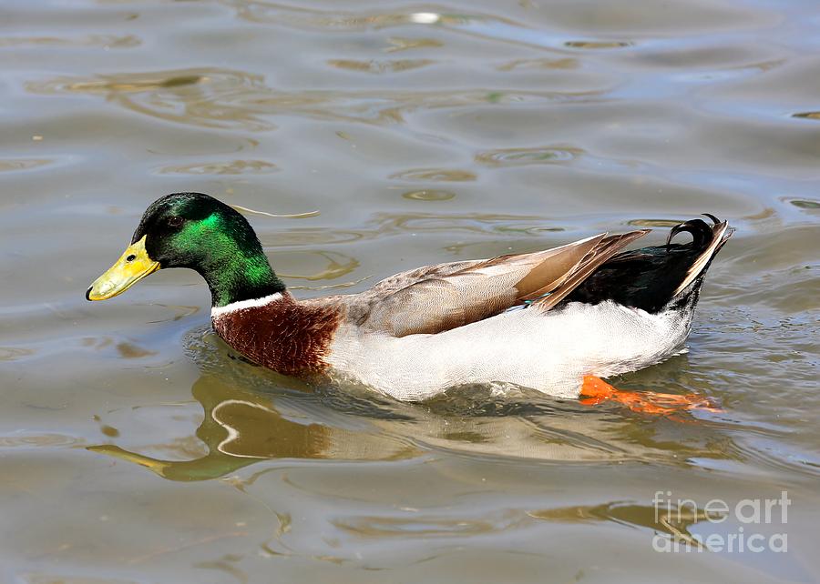 Handsome Mallard Duck Photograph