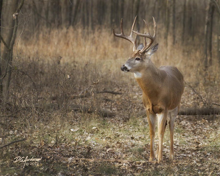 Handsome MN buck Photograph by Don Anderson