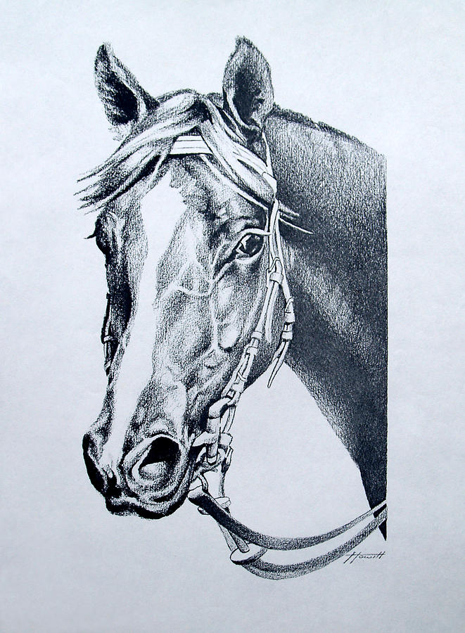 Horse Drawing - Handsome by Patricia Howitt