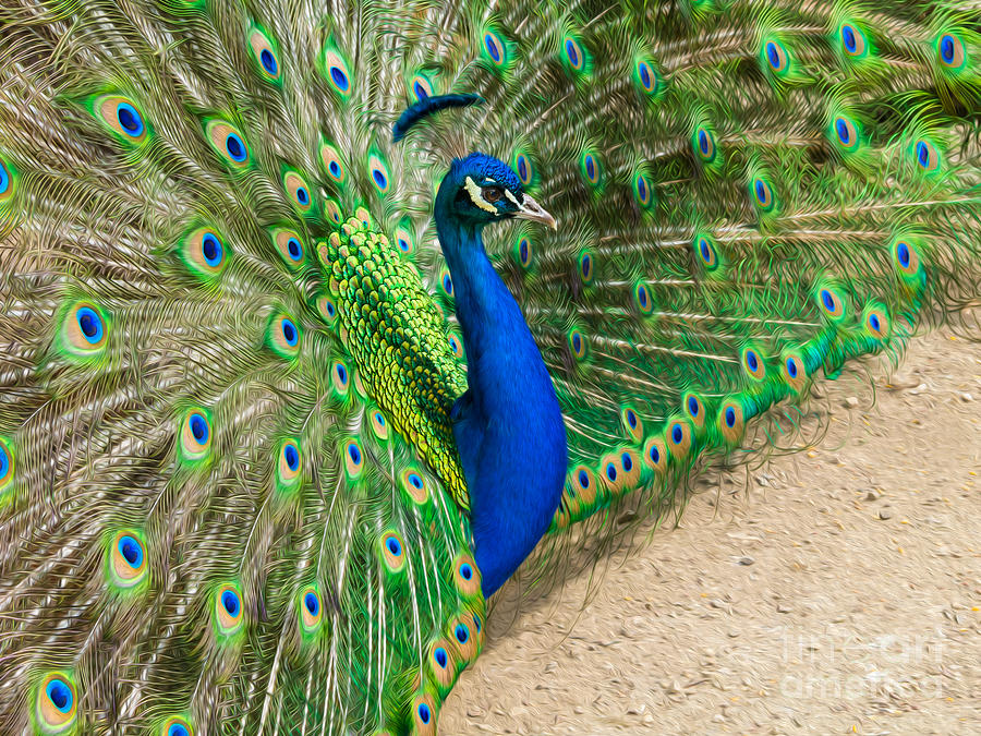 Handsome Peacock Photograph by Mimi Ditchie
