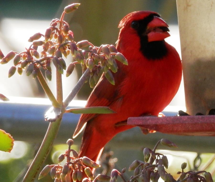 Handsome Red Male Cardinal Visiting Photograph by Belinda Lee