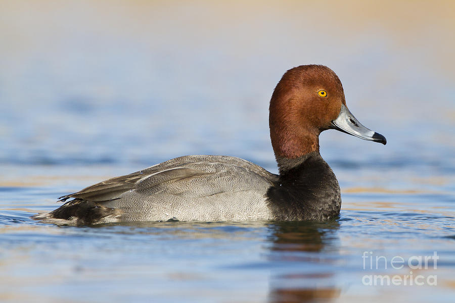 Handsome Redhead duck Photograph by Bryan Keil