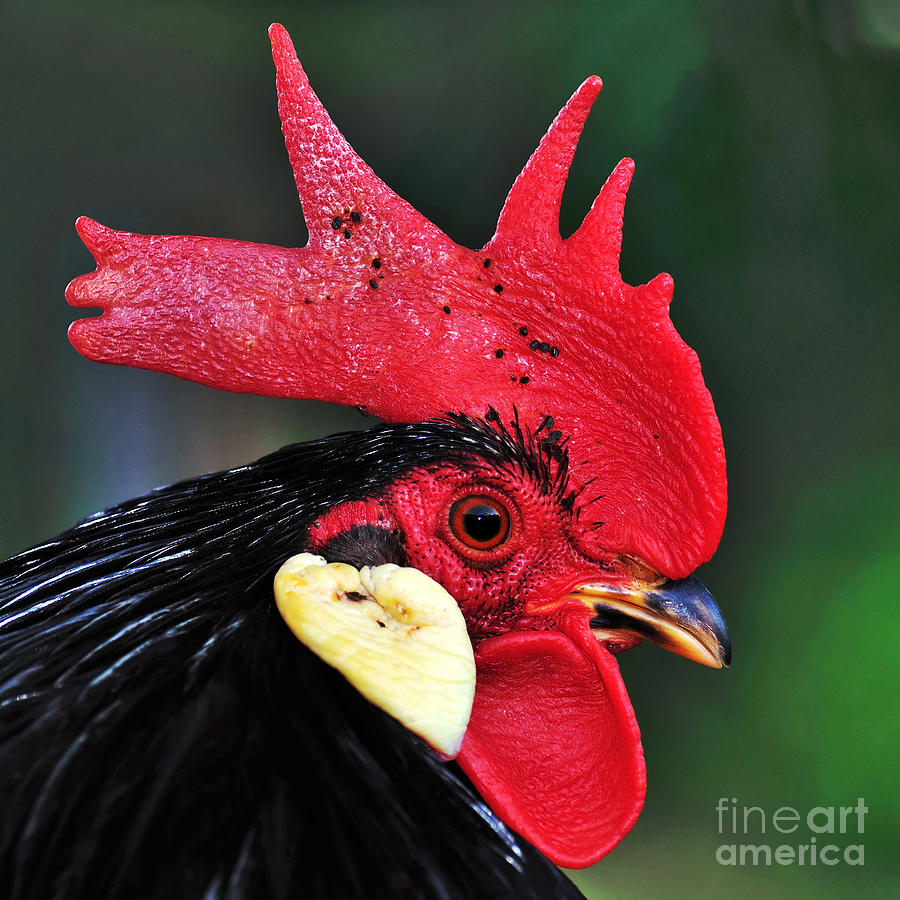 Rooster Photograph - Handsome Rooster by Kaye Menner