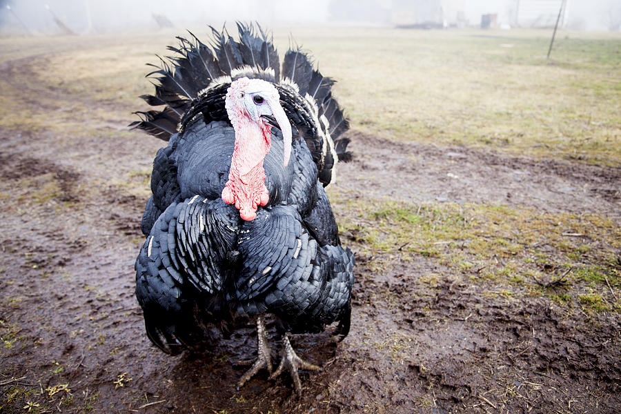 Handsome Turkey Photograph