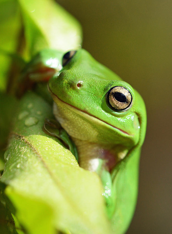 Hang In There frog Photograph by David Clode