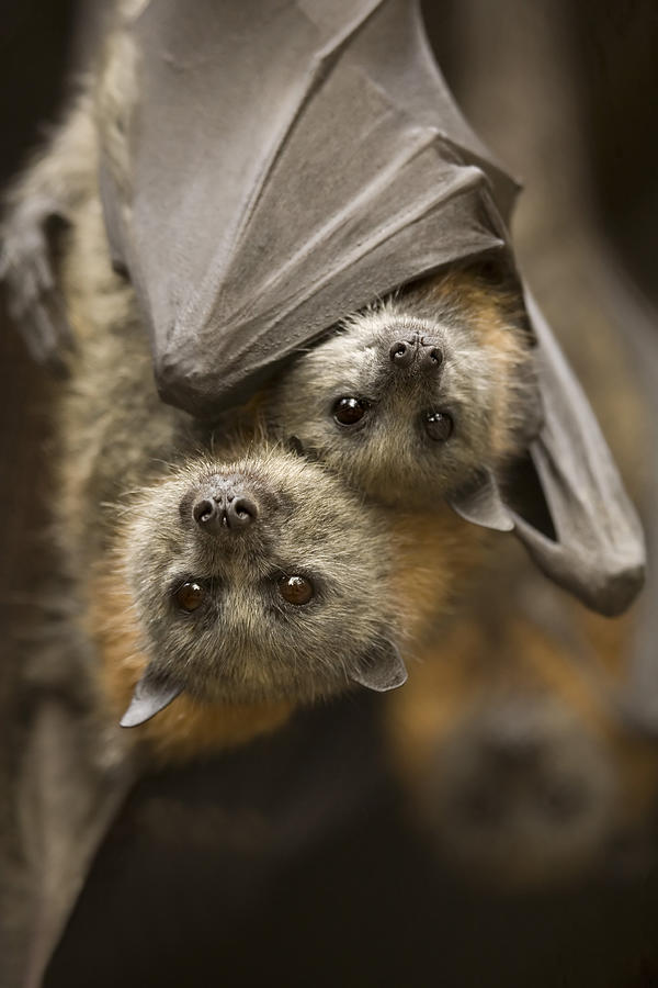 Bat Photograph - Hang in There by Michael Dawson