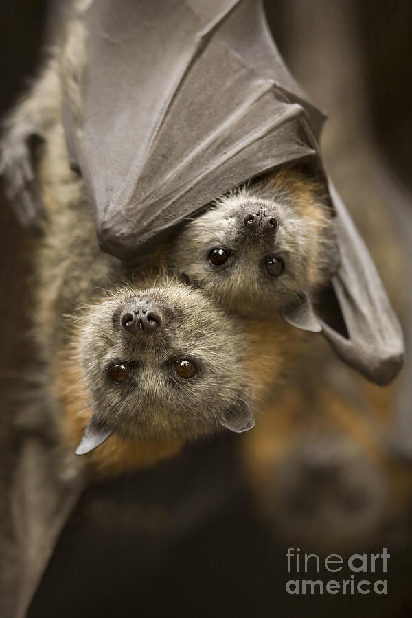 Hang in There Photograph by Michael Dawson