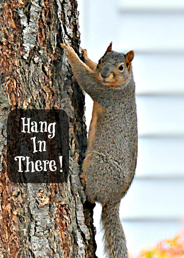 Hang In There Photograph by Mindy Bench