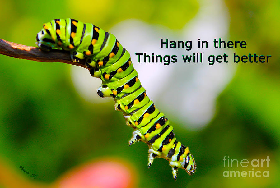 Hang in There Photograph by Nina Silver