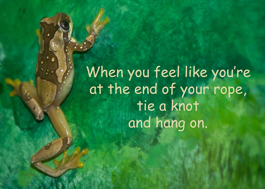 Frog Photograph - Hang On by Trish Tritz