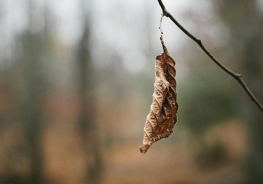 Leaf Photograph - Hanger On by Steve Stanger Leaf Photograph - Hanger On by Steve Stanger