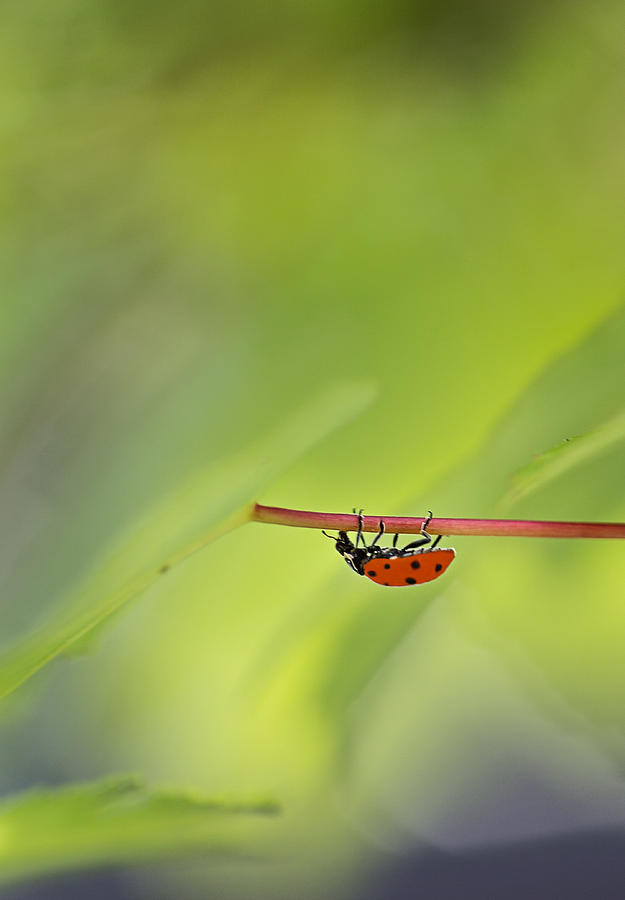 Ladybug Photograph - Hangin Around by Justyn  Lamb
