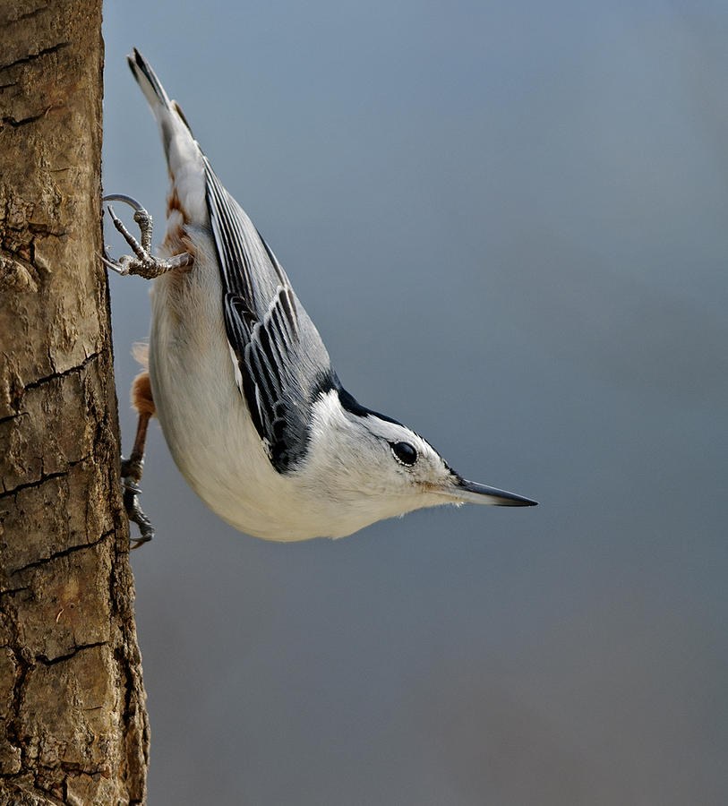 White Breasted Nuthatch Photograph - Hangin Around by Lara Ellis