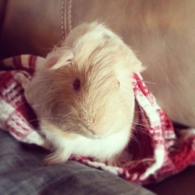 Cute Photograph - Hangin With Jose! #guineapig #cute by Angie Davis