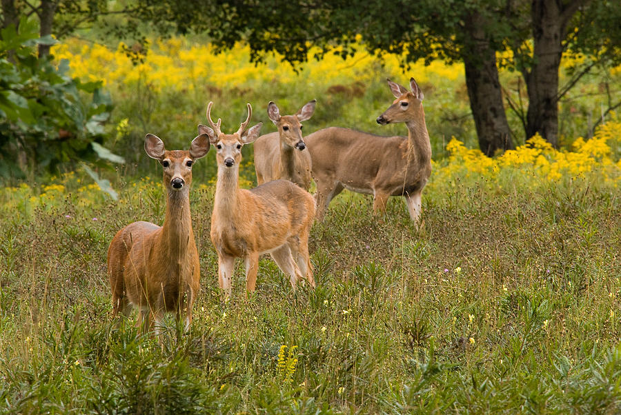 Deer Photograph - Hangin With The Ladies by Thomas Pettengill
