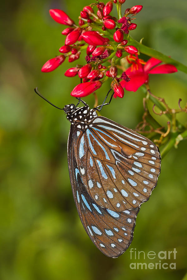 Butterfly hanging around Photograph by Bryan Keil
