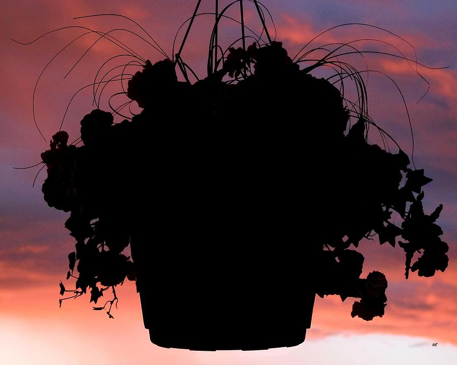 Flower Photograph - Hanging Basket Silhouette by Will Borden