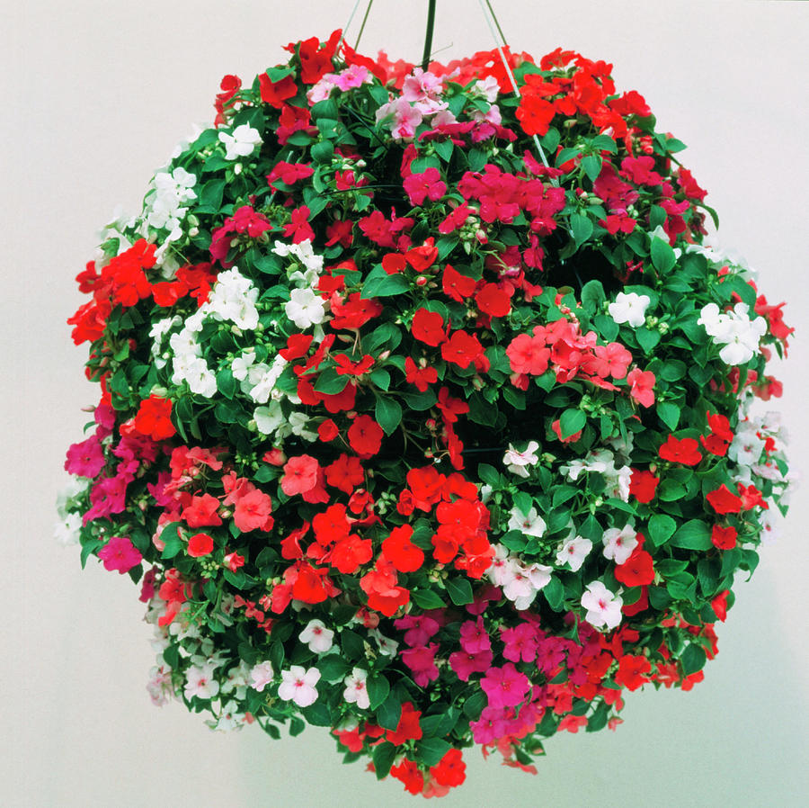 Hanging Basket Photograph by Science Photo Library Hanging Basket Photograph by Science Photo Library