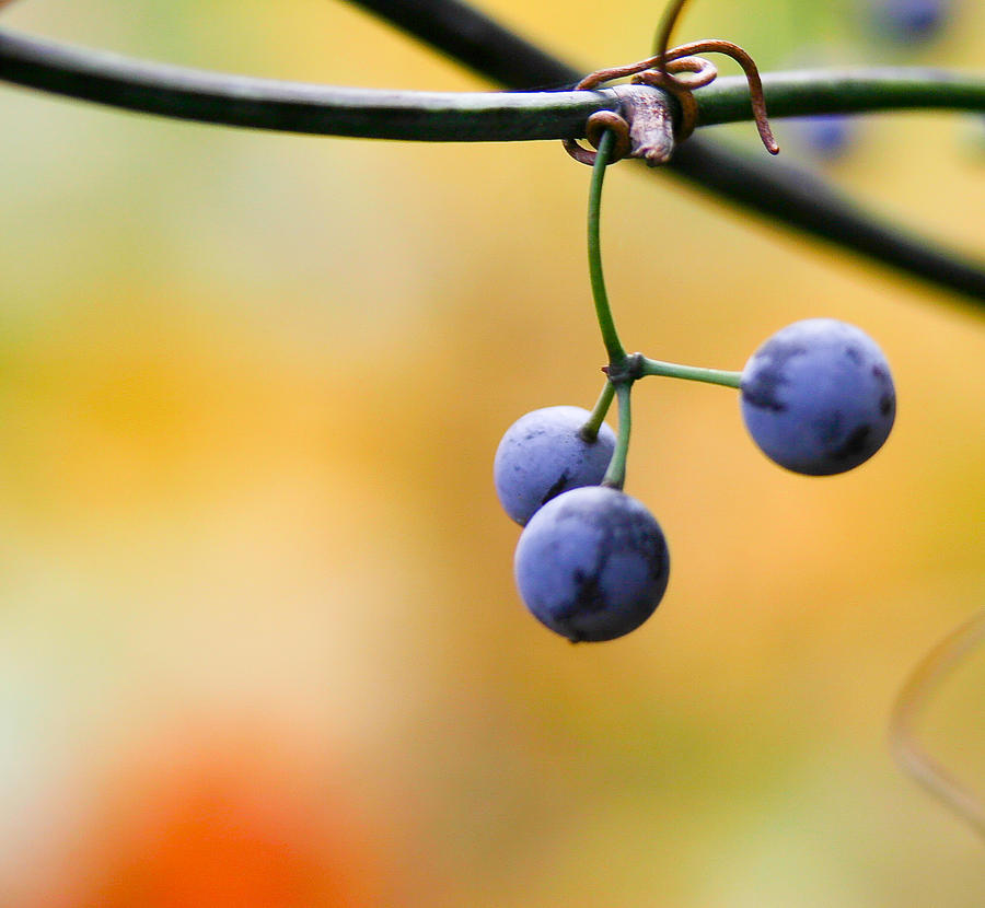 Hanging Berries Photograph by Shane Holsclaw